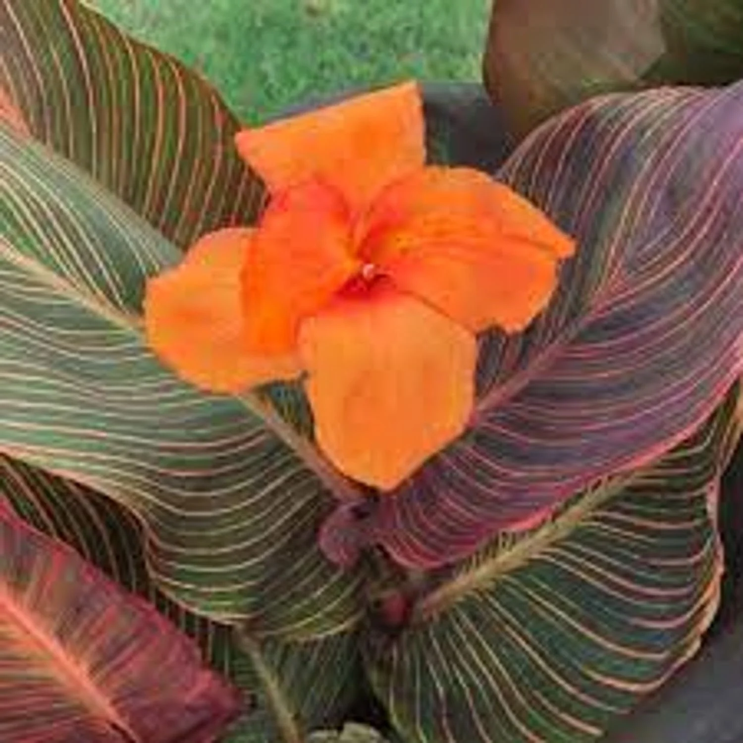 Durban Canna Lily (Orange)
