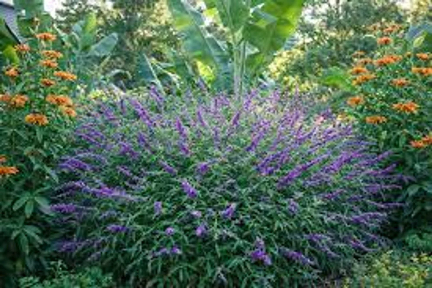 Mexican Bush Sage - 8"