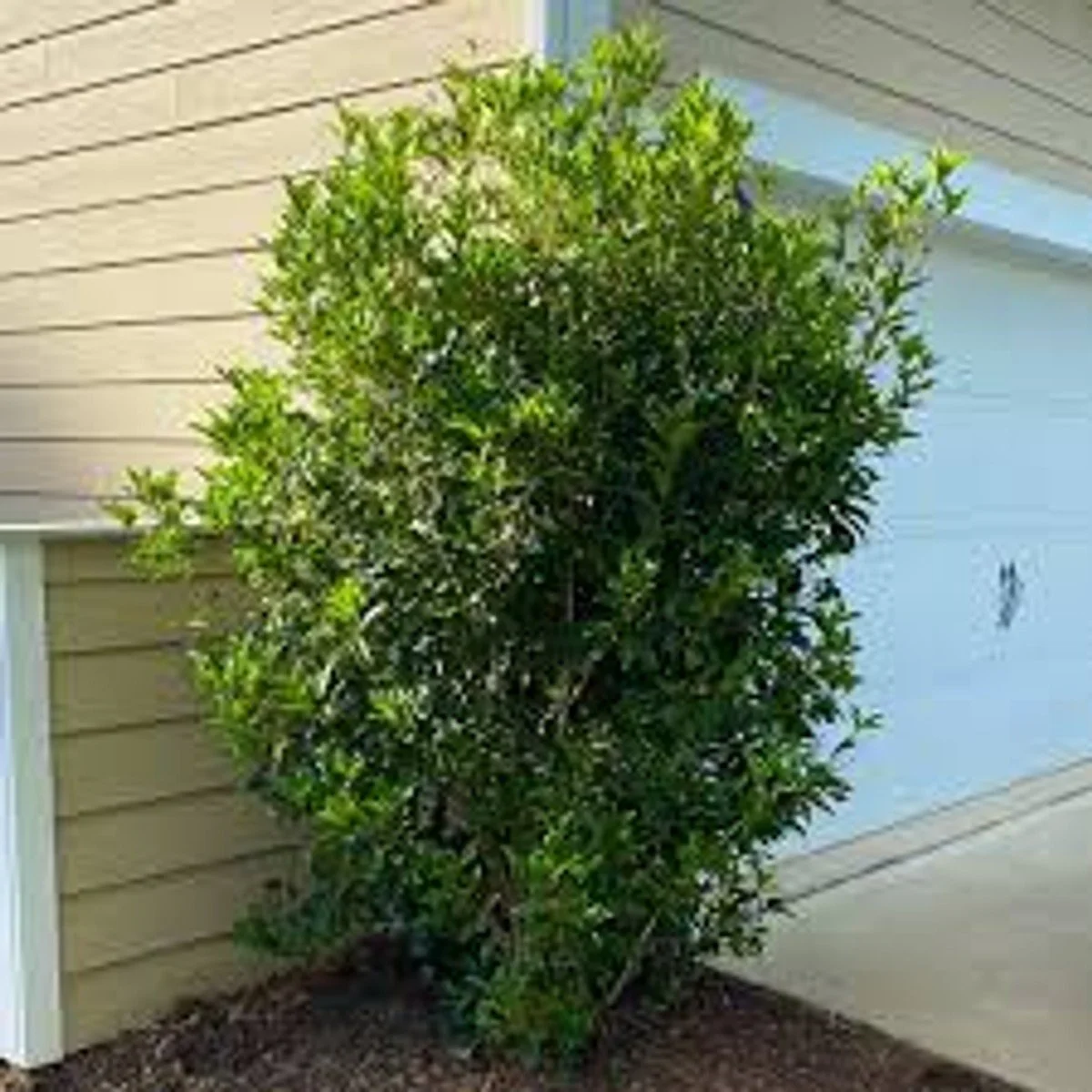 Fragrant Tea Olive (Osmanthus fragrans)