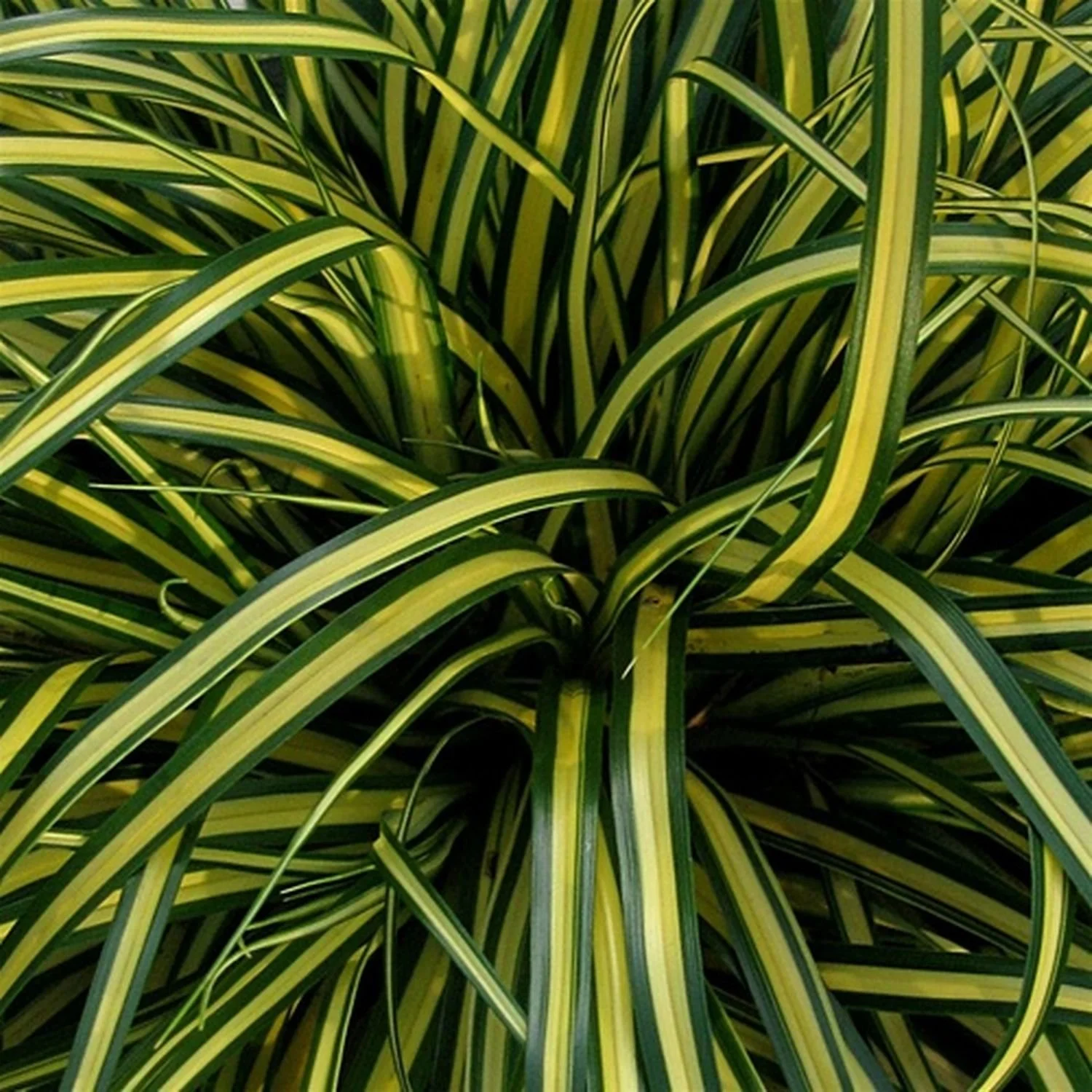 EverColor® 'Everoro' Carex - SLPC - 8"