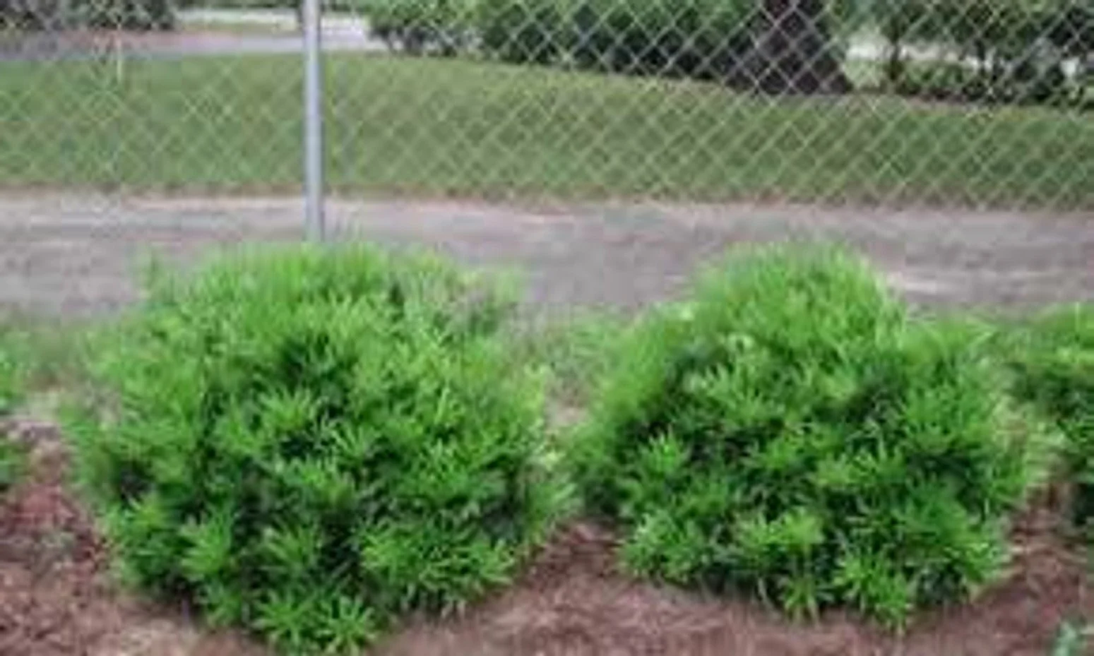 Pringle's Dwarf Podocarpus - 3G