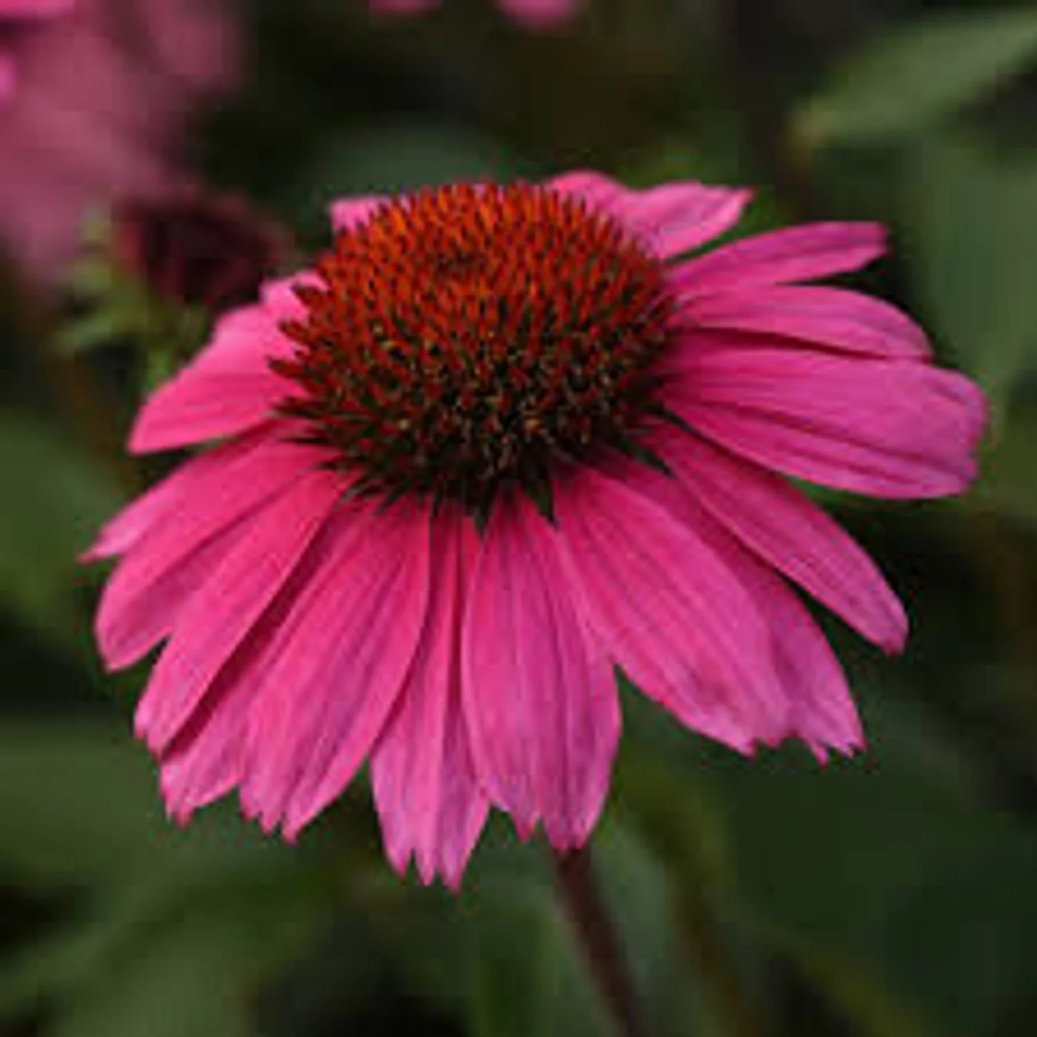 Sombrero® Rosada Coneflower-BLBS