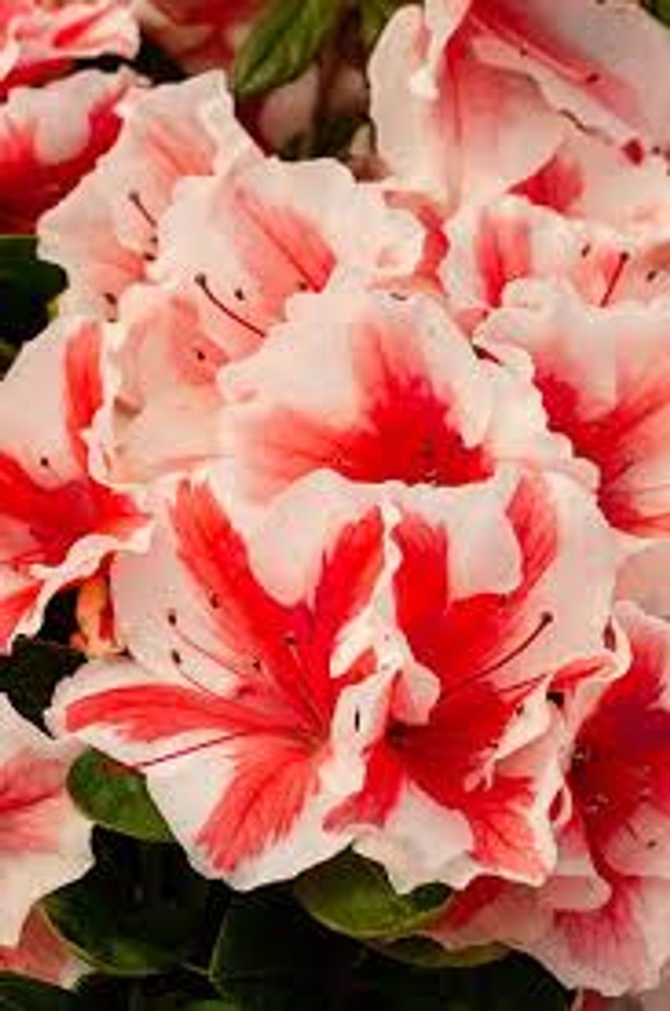 Autumn Starburst™ Encore® Azalea -EN