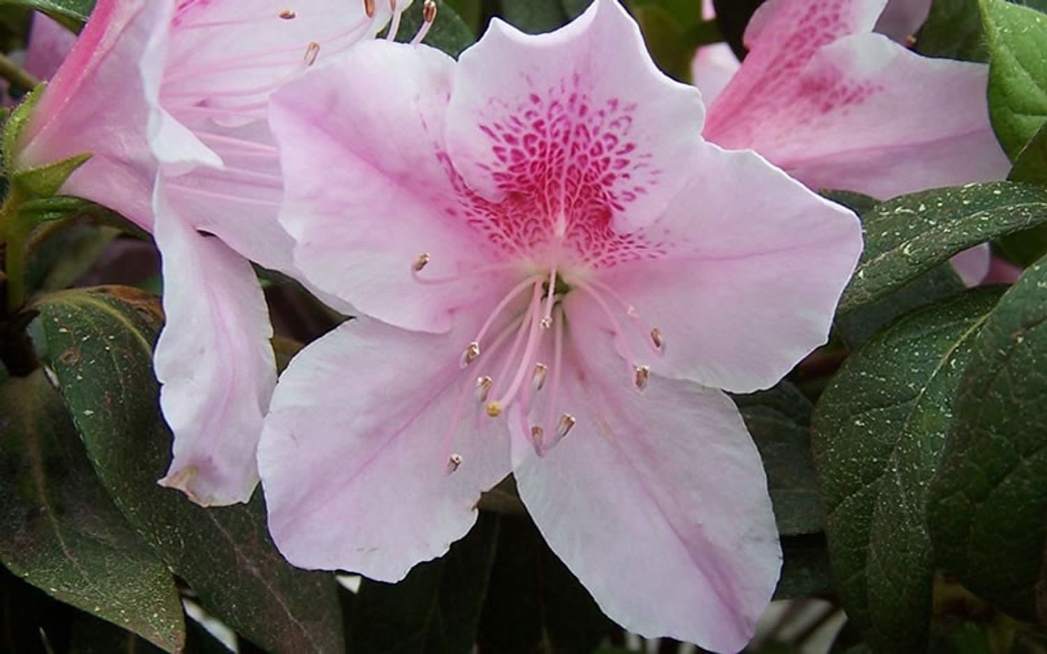 Azalea indica 'George L. Tabor'