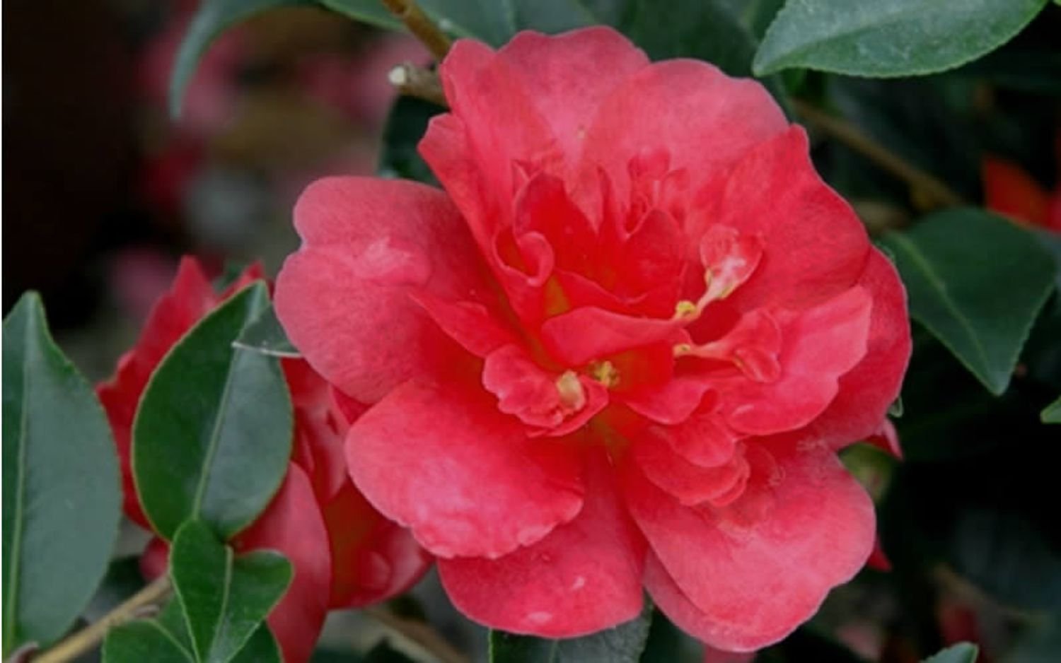 October Magic® Rose™ Camelia