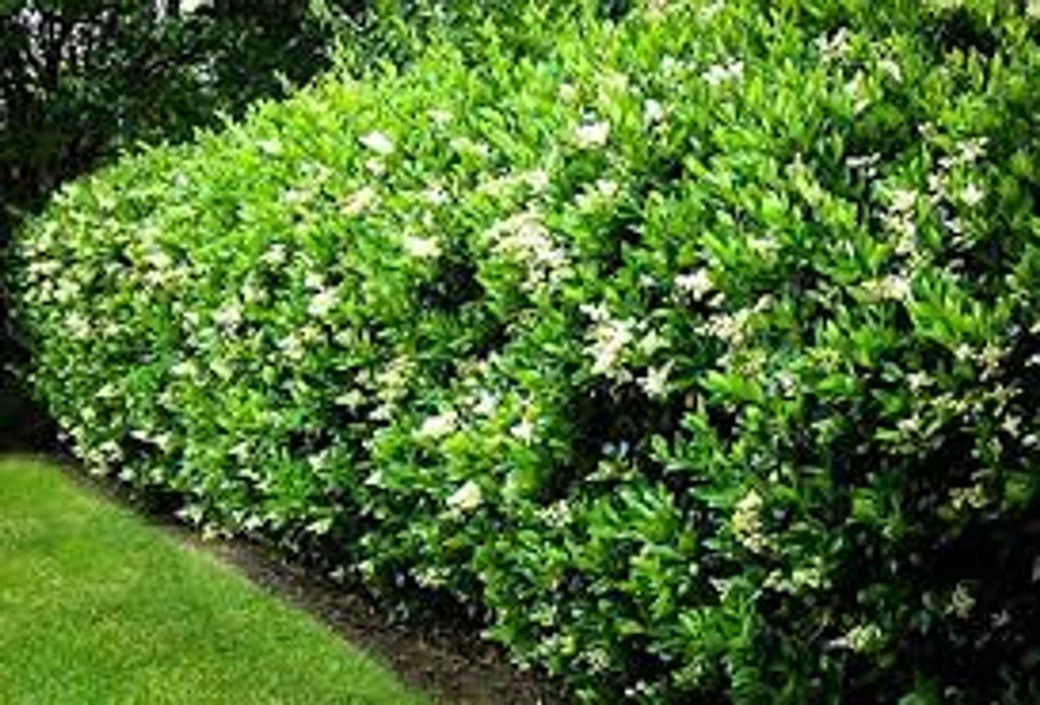 Recurve Ligustrum (Ligustrum japonicum 'Recurvifolium')