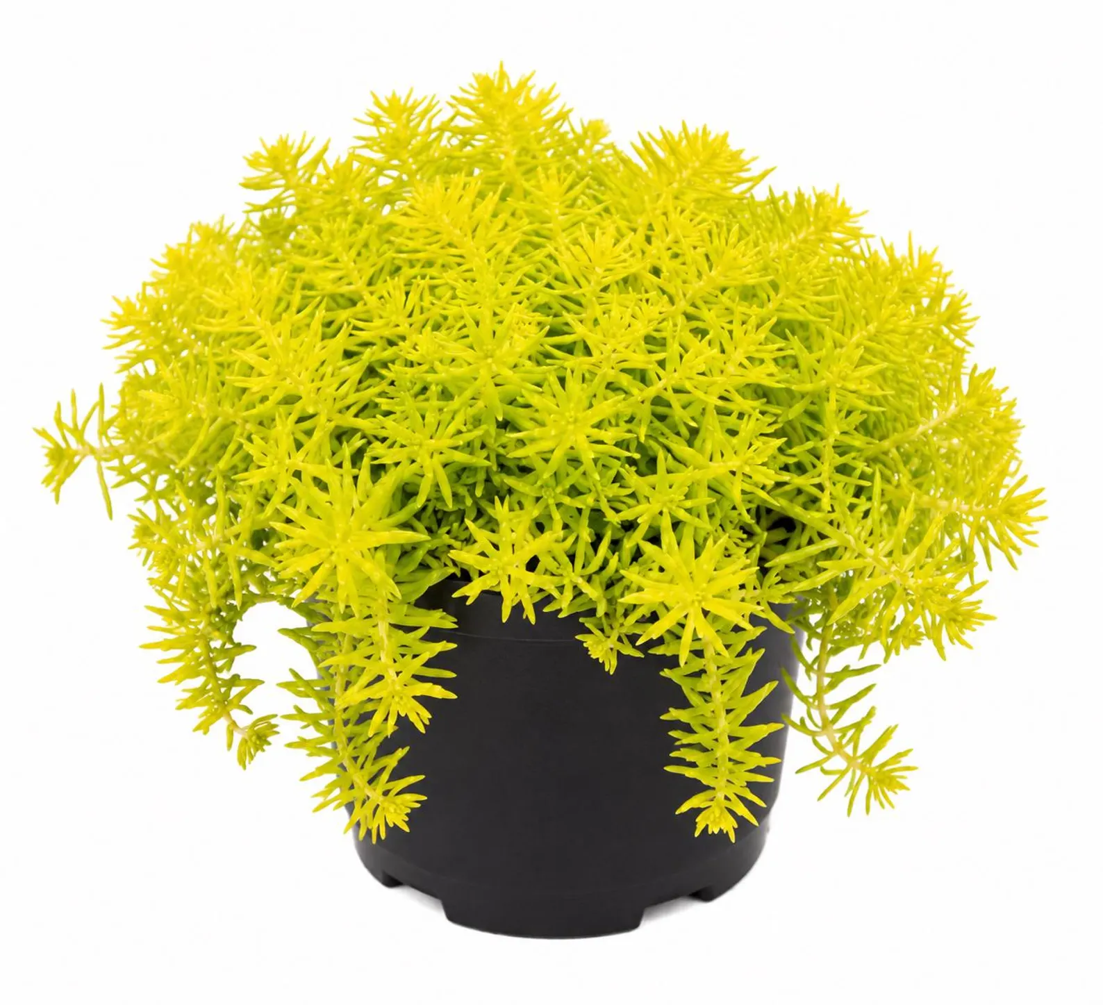 LemonCoral Main.png