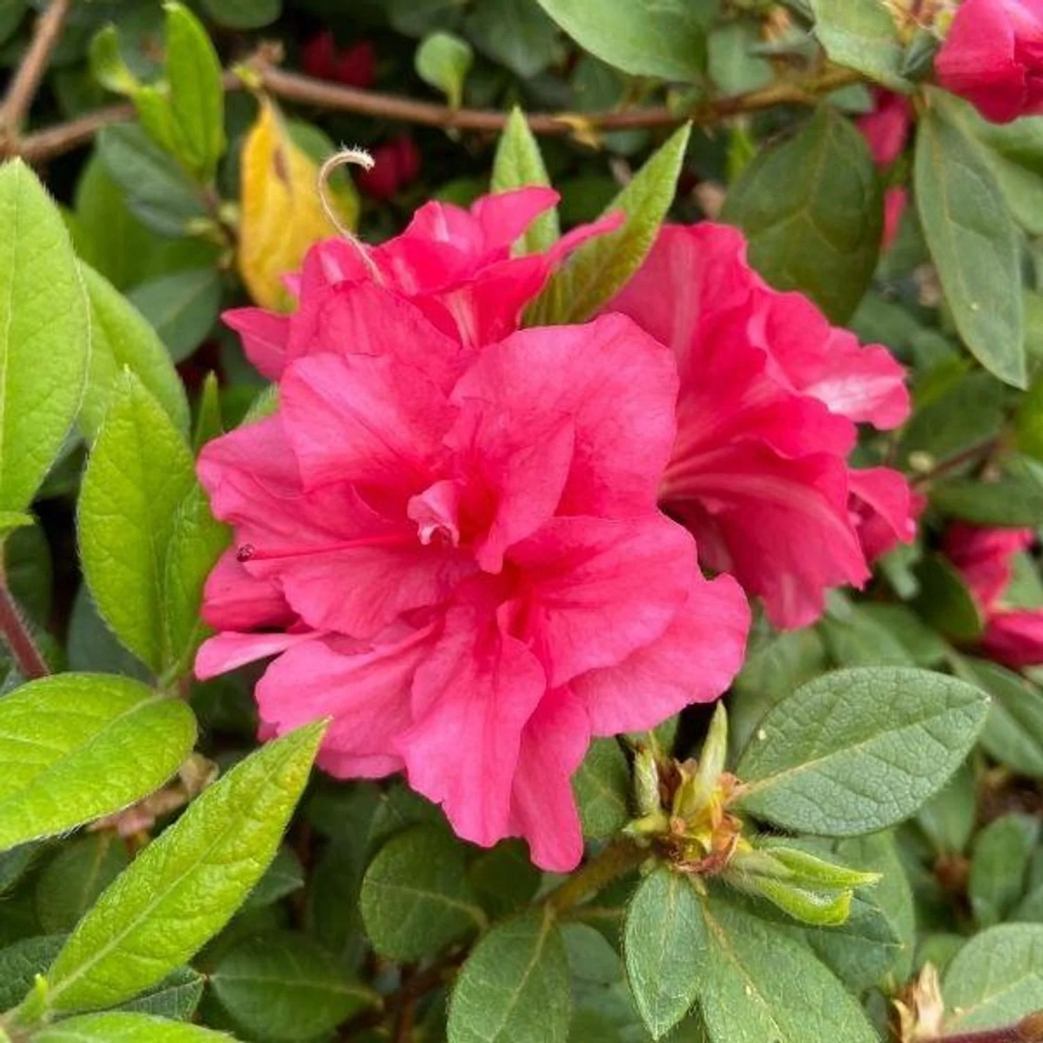 Autumn Rouge™ Encore® Azalea - EN