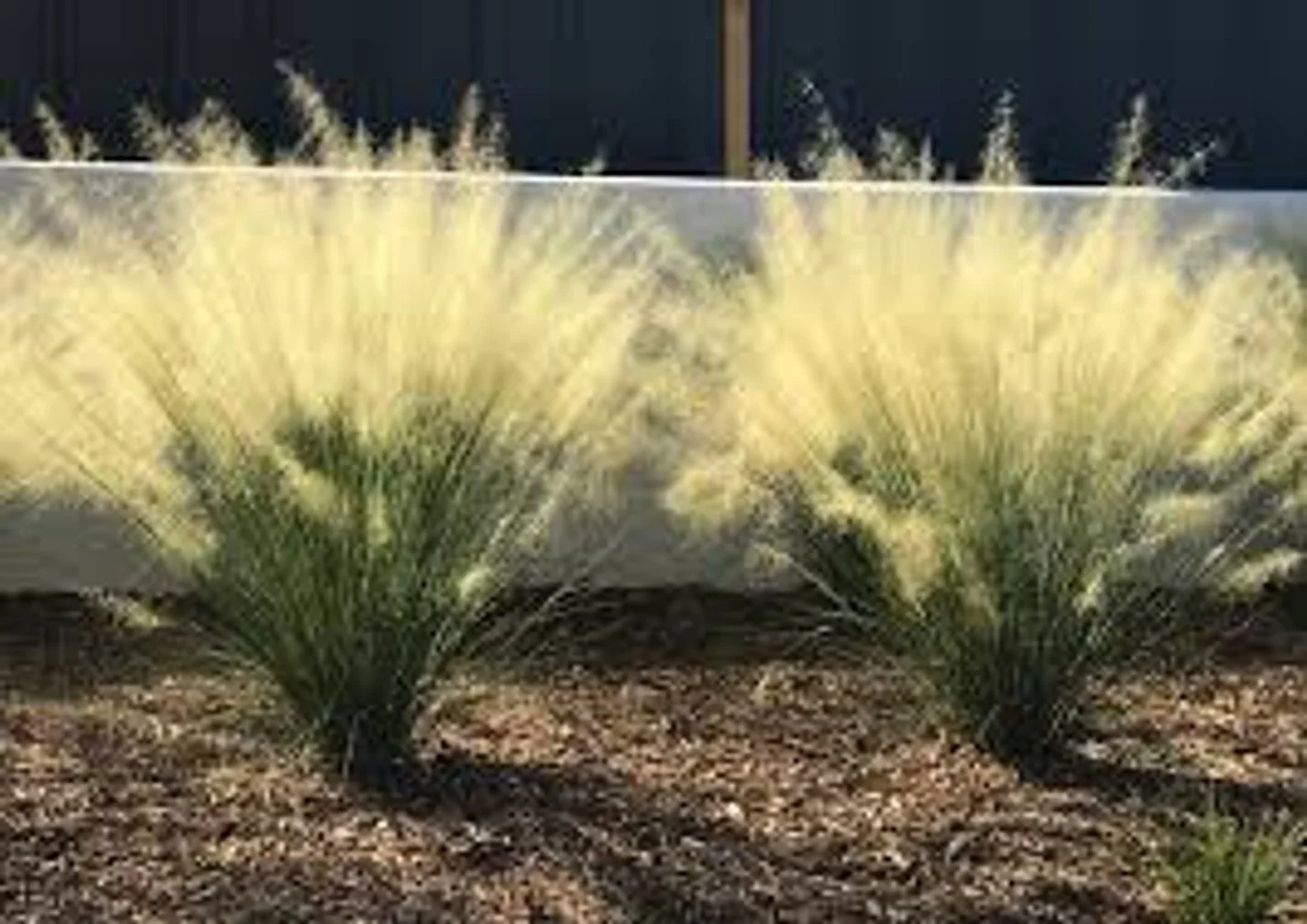 White Cloud Muhly Grass - 10"