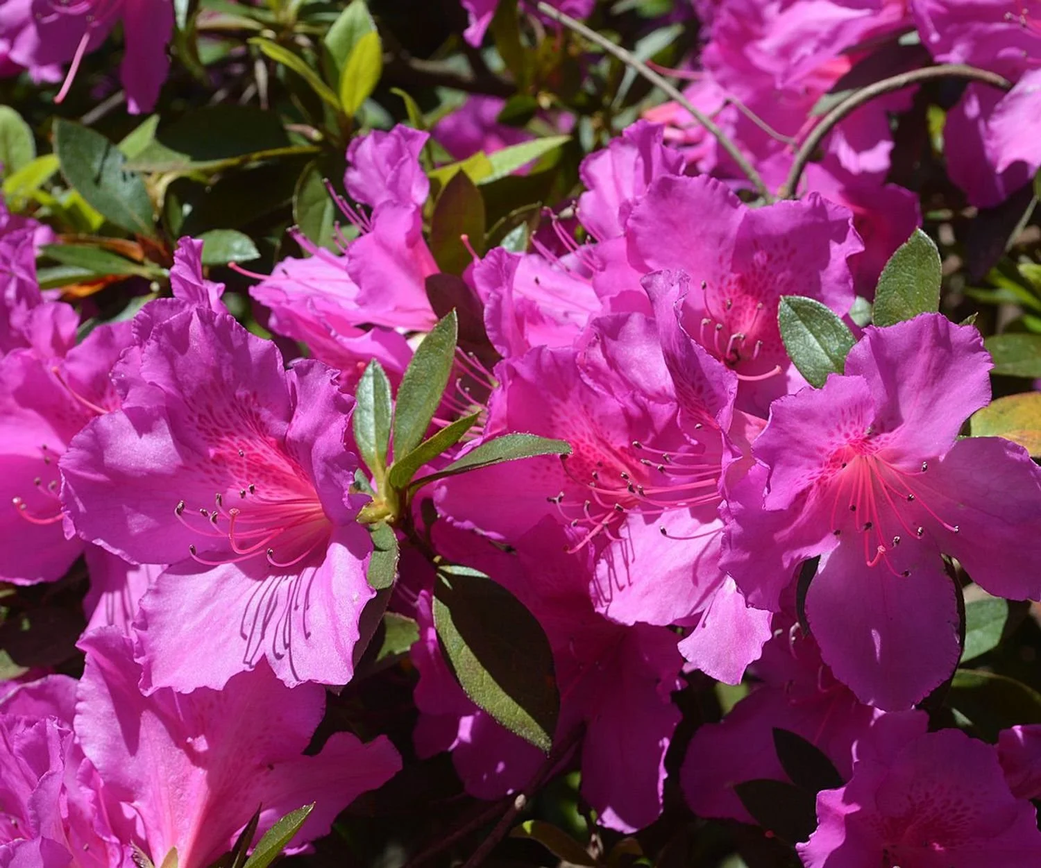 Formosa Azalea (Azalea indica 'Formosa')