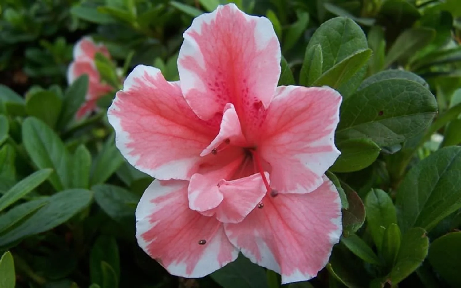 Autumn Sunburst™ Encore® Azalea - EN