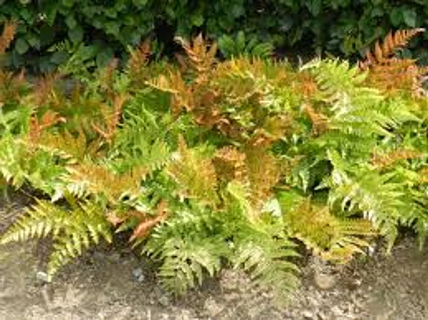 Brilliance Autumn Fern - 10"