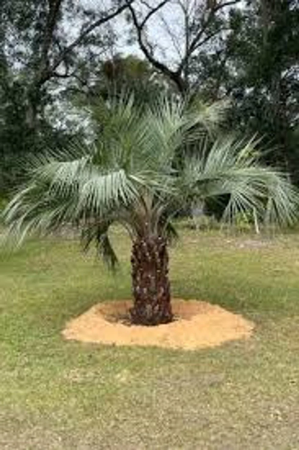 Pindo Palm