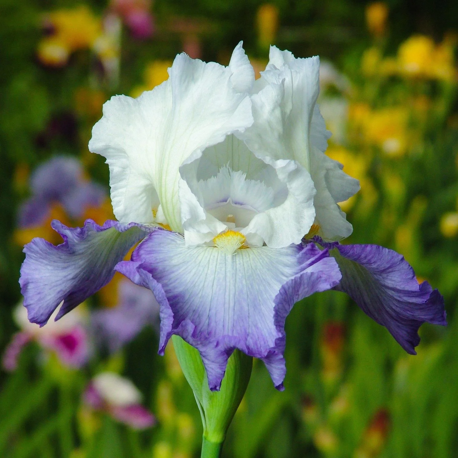Bearded Iris 'Clarence'
