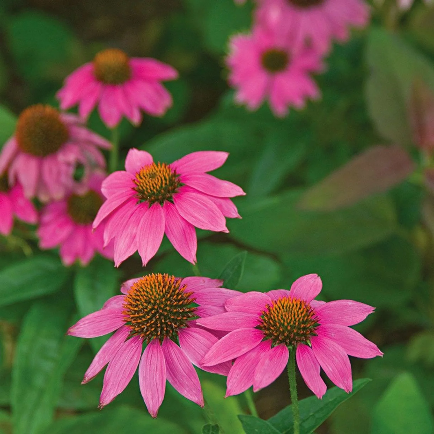 Echinacea PowWow® Wild Berry