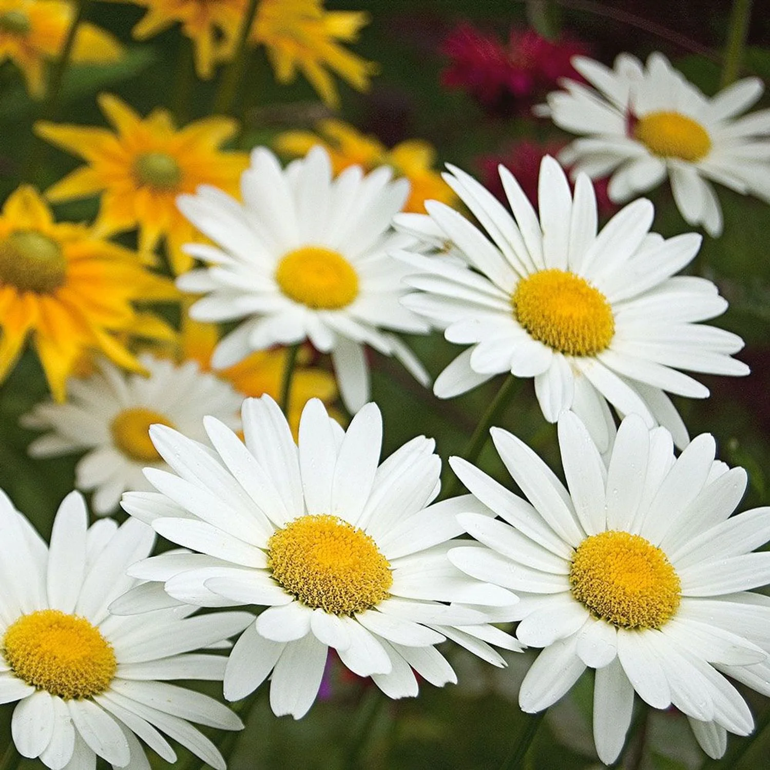 Becky Shasta Daisy - 8