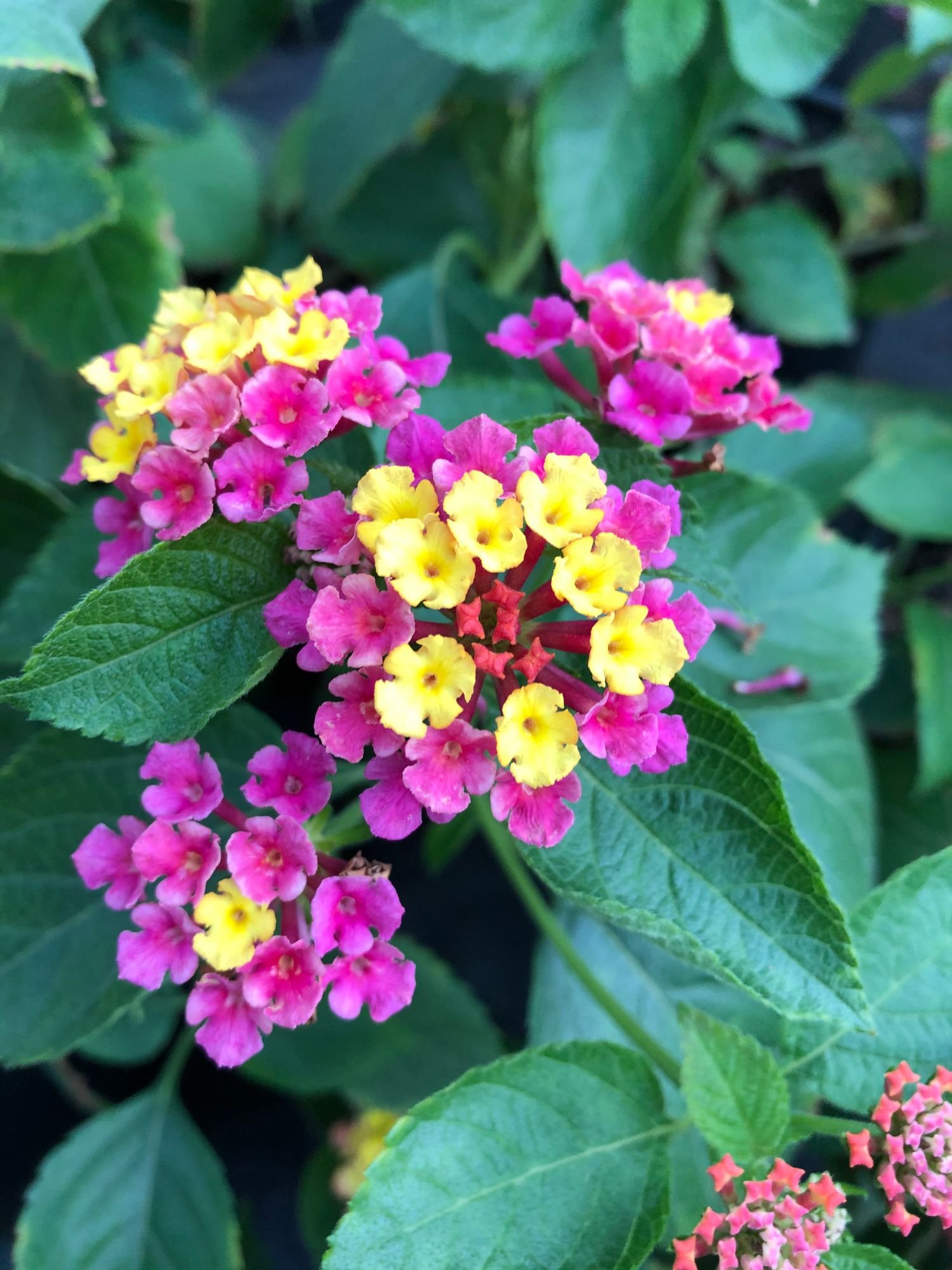 Irene Lantana
