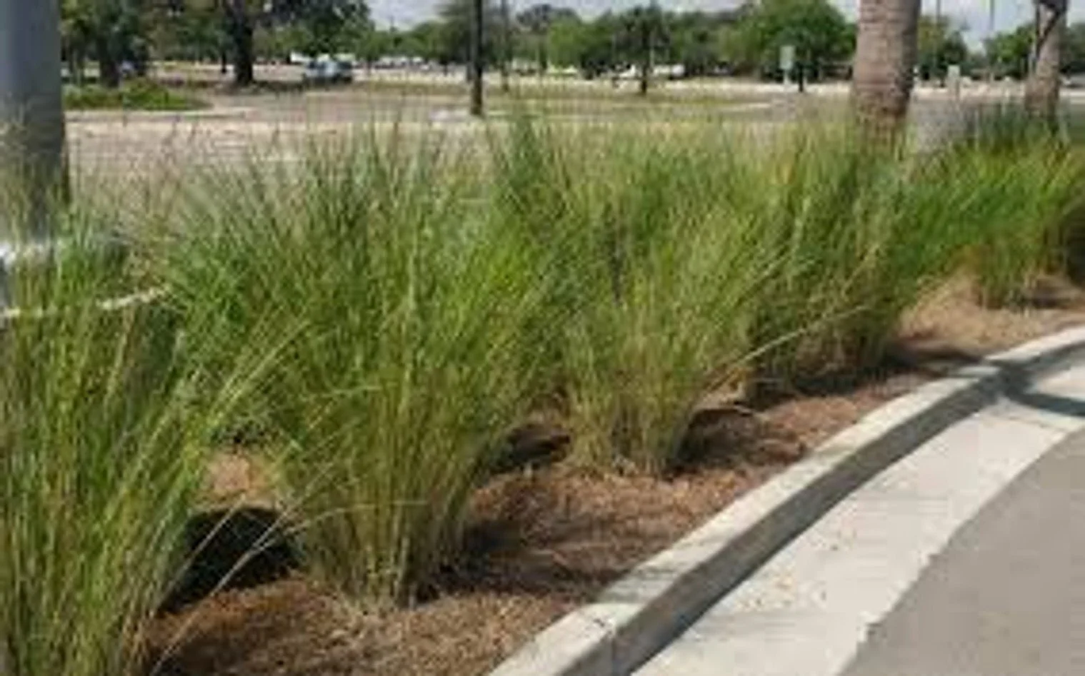 Sand Cord Grass - 3G