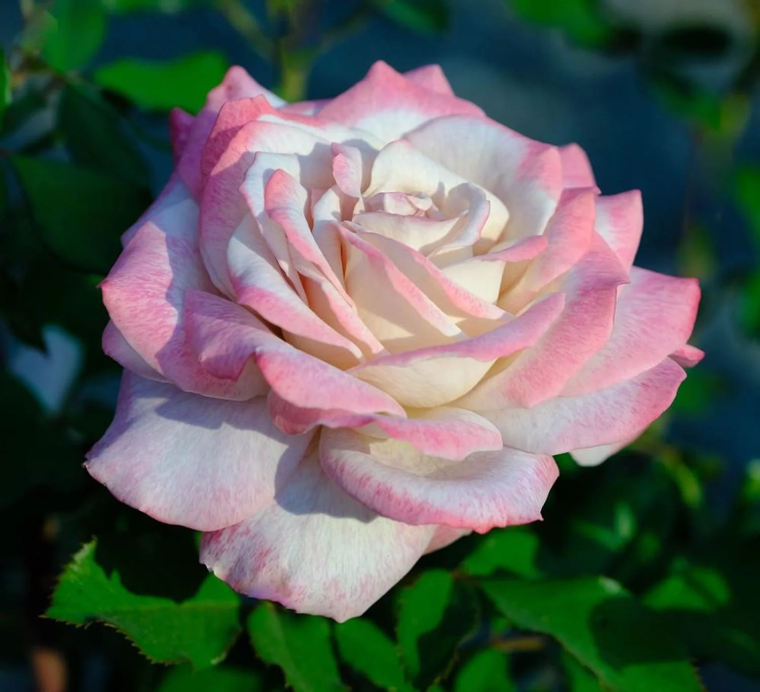 Pinkerbelle™ Rose - BLBS