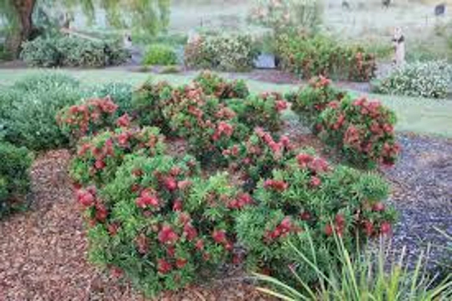 Light Show® Bottlebrush