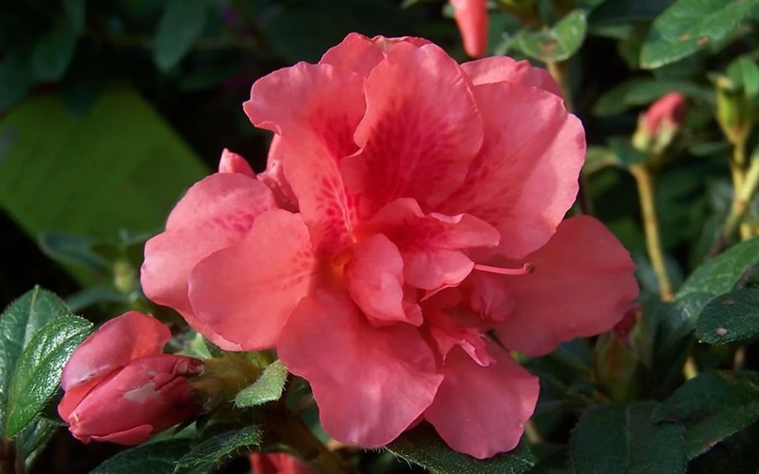 Autumn Princess™ Encore® Azalea - EN