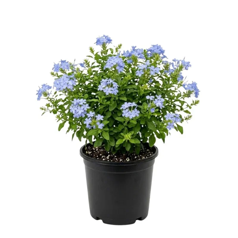 Blue Plumbago - 10"