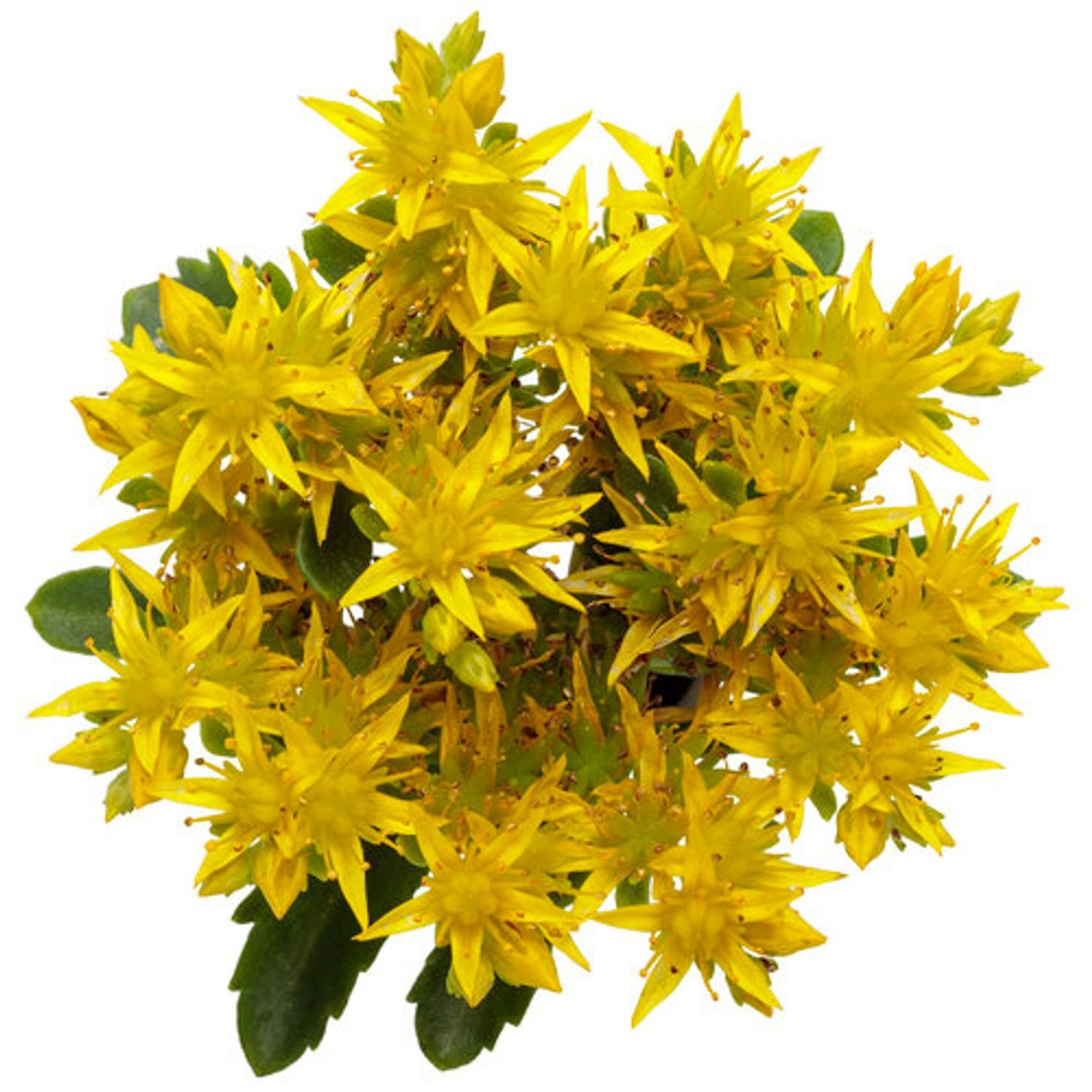 Bright Idea' Sedum