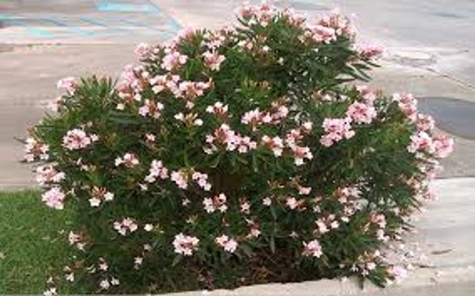 Dwarf Pink Oleander - 3G