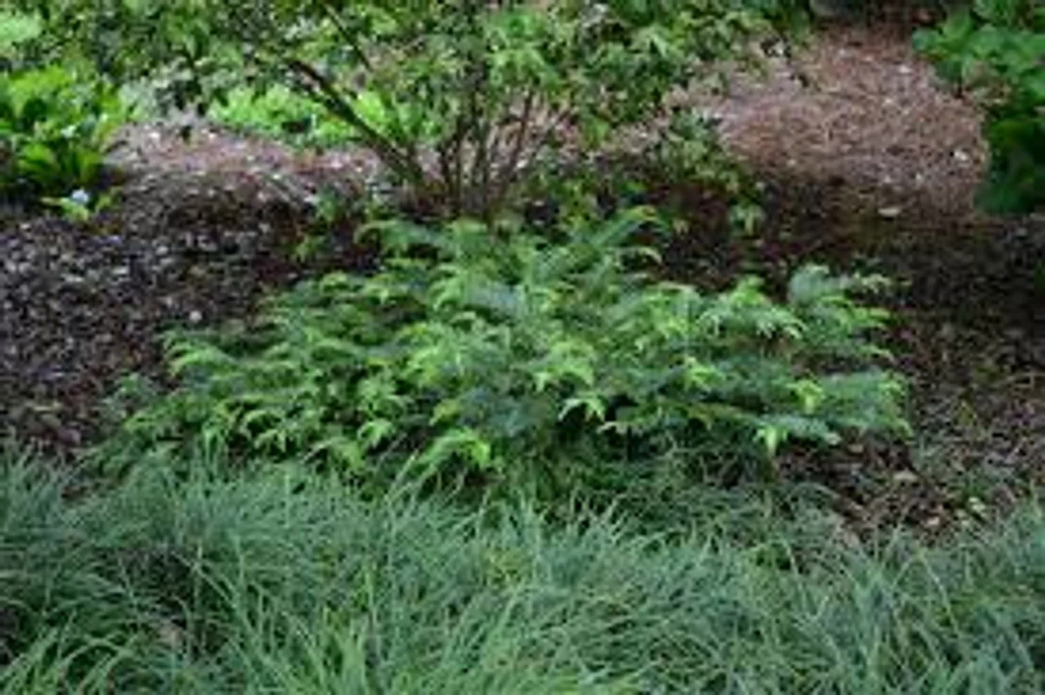 Prostrate Plum Yew
