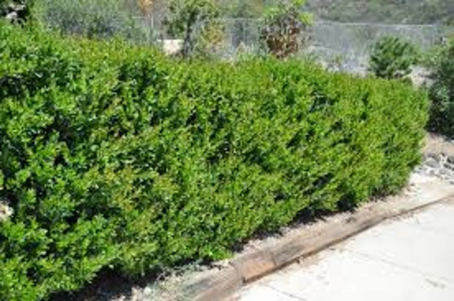 Waxleaf Ligustrum (Ligustrum japonicum)
