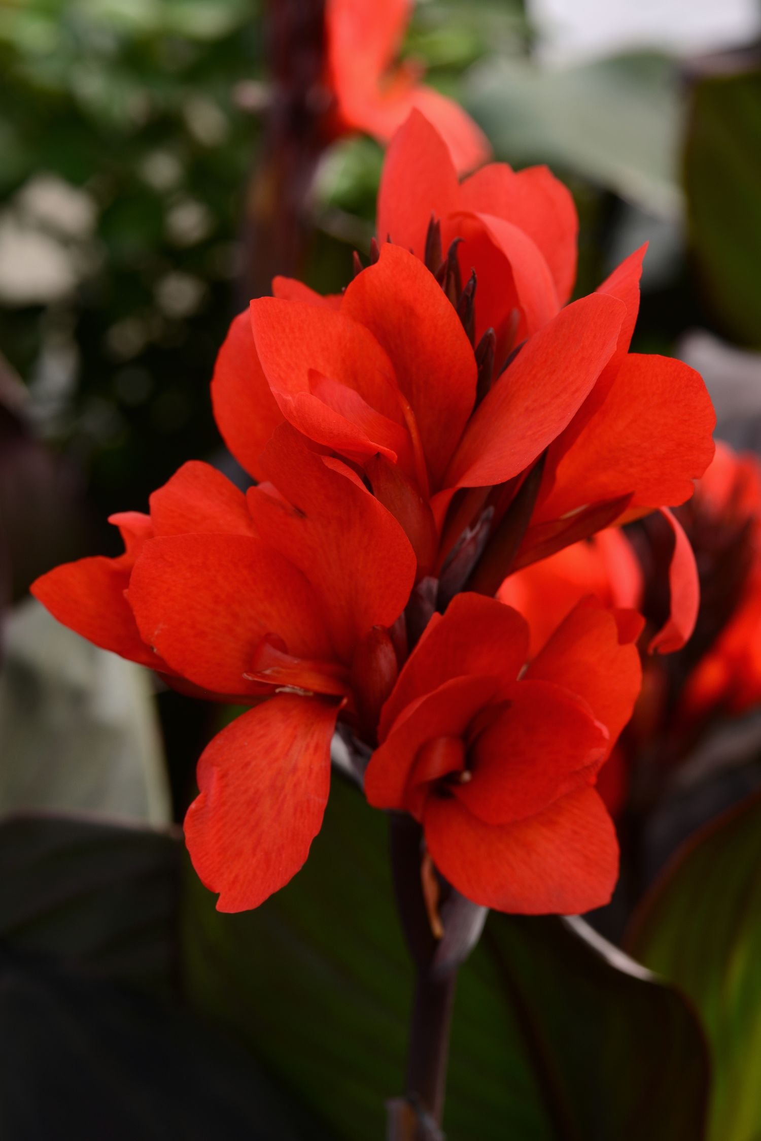 Cannova® ‘Bronze Scarlet’ Canna Lily - SLPC