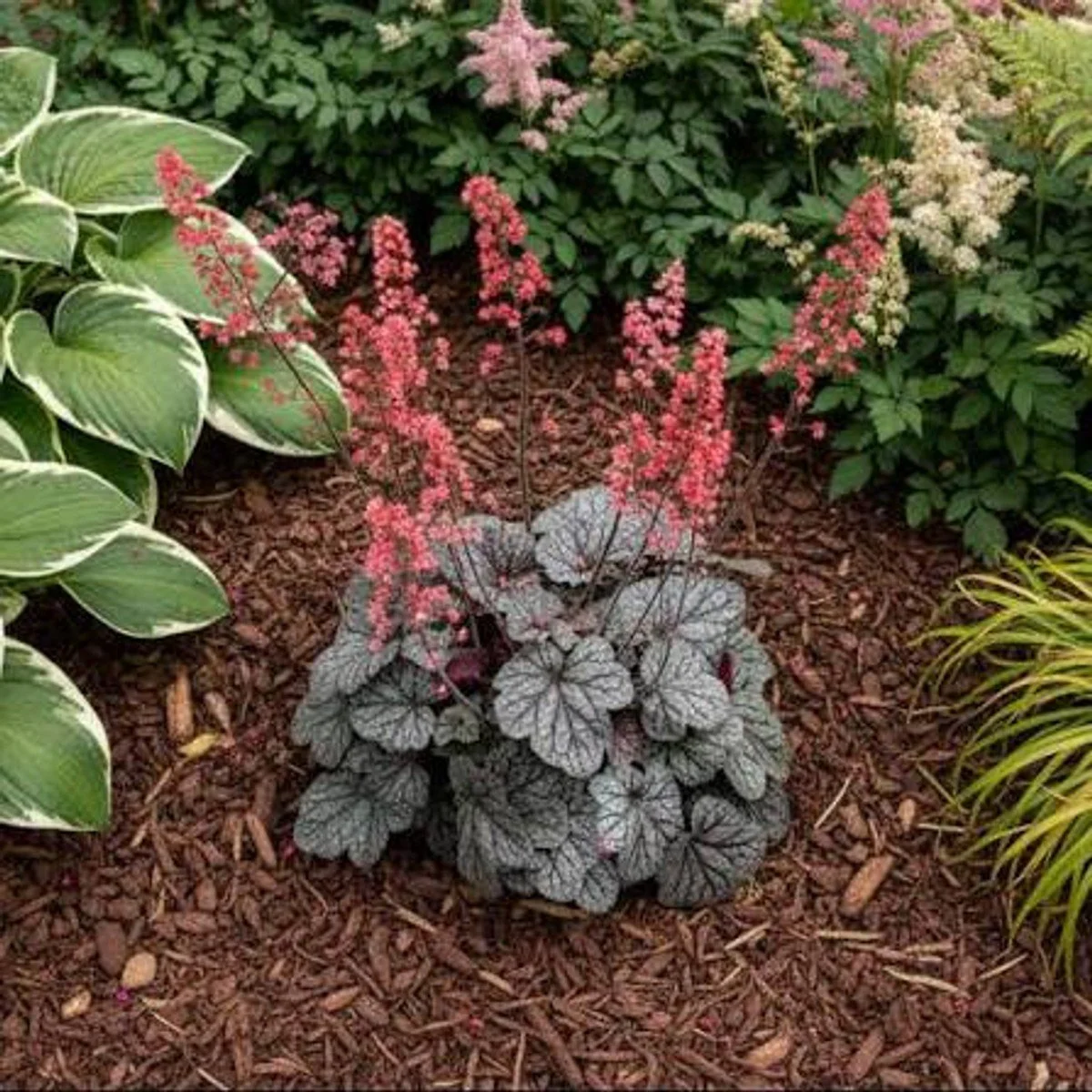 'Glazed and Infused' Heuchera - PW