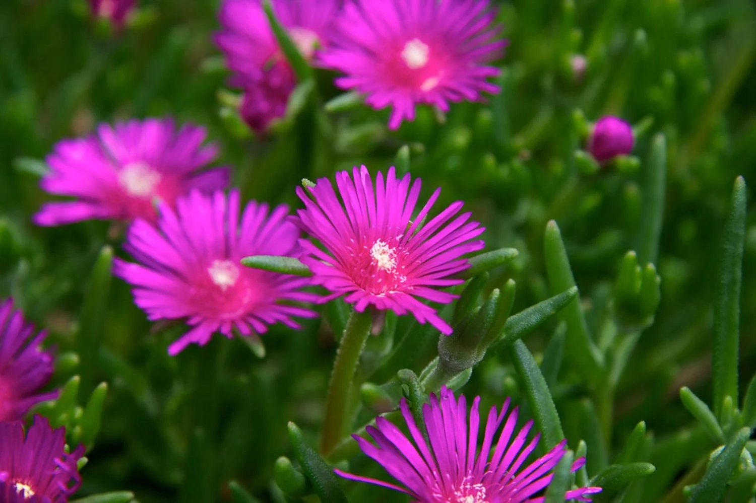 Purple Ice Plant