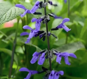 Nectar Blue™ Salvia