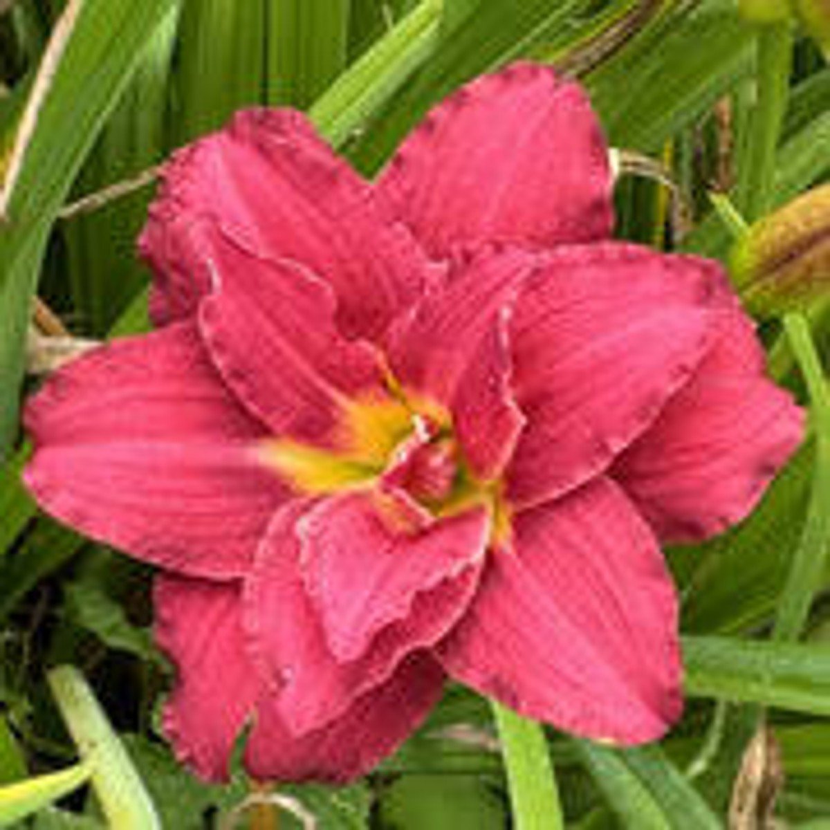 Double Pardon Me Daylily