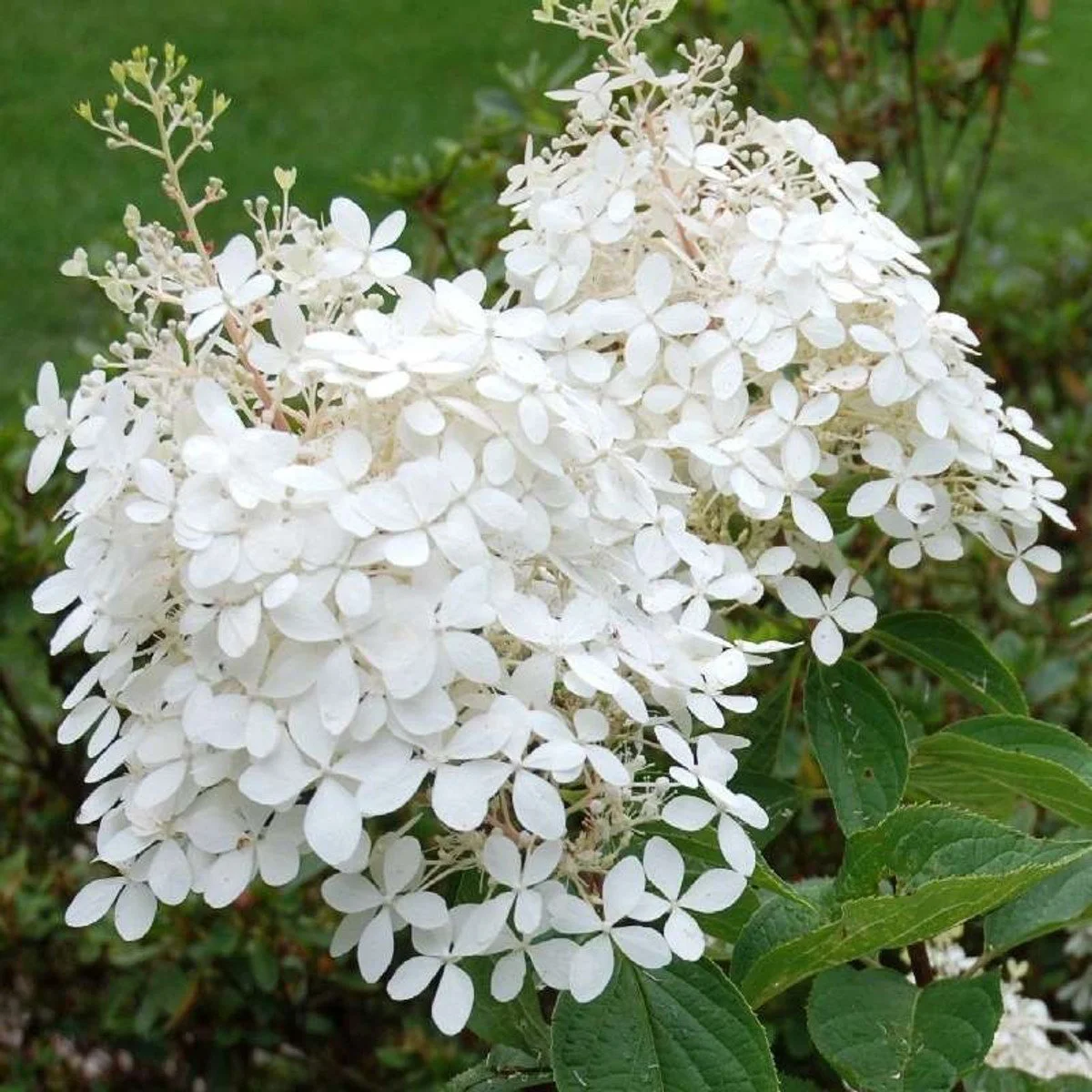 Phantom Hydrangea - 3G