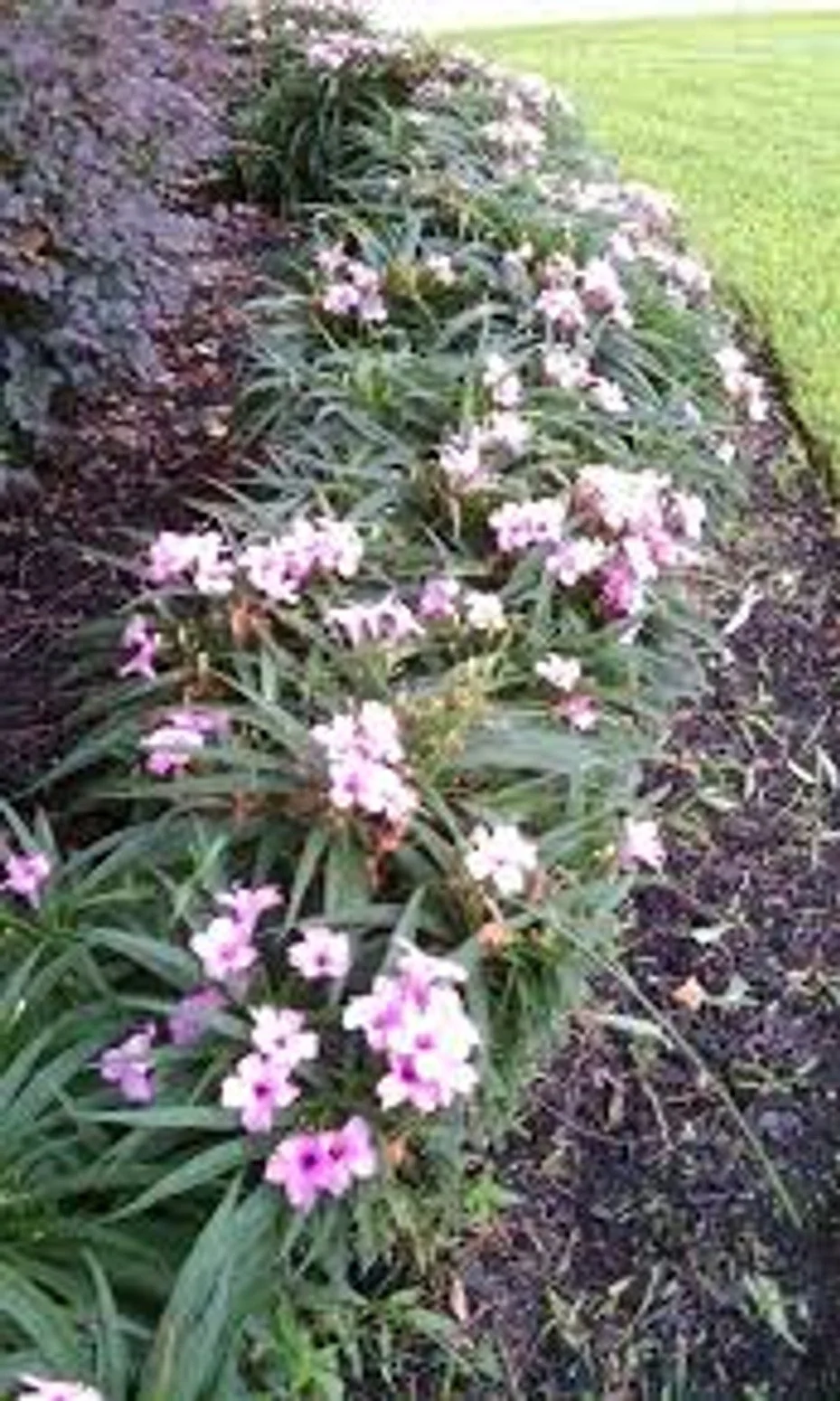 Dwarf Pink Hardy Petunia