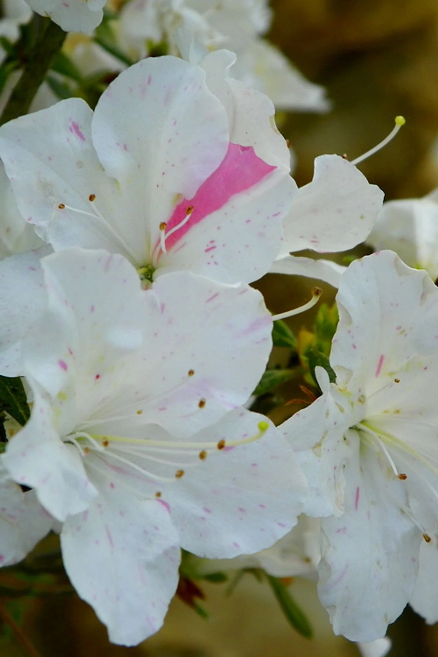 Autumn Starlite™ Encore® Azalea - EN