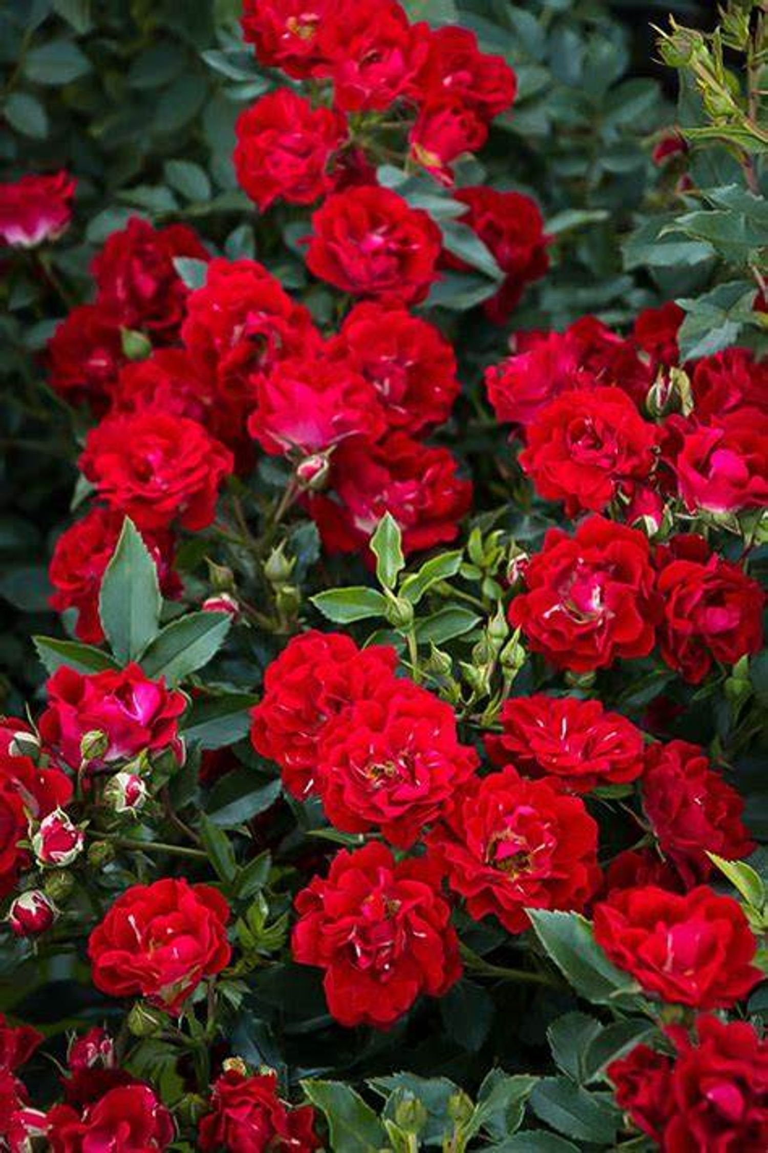 Drift® Red Groundcover Rosa - DR - 3G