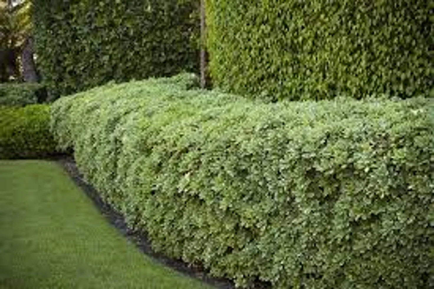 Variegated Pittosporum (Pittosporum tobira 'Variegata')
