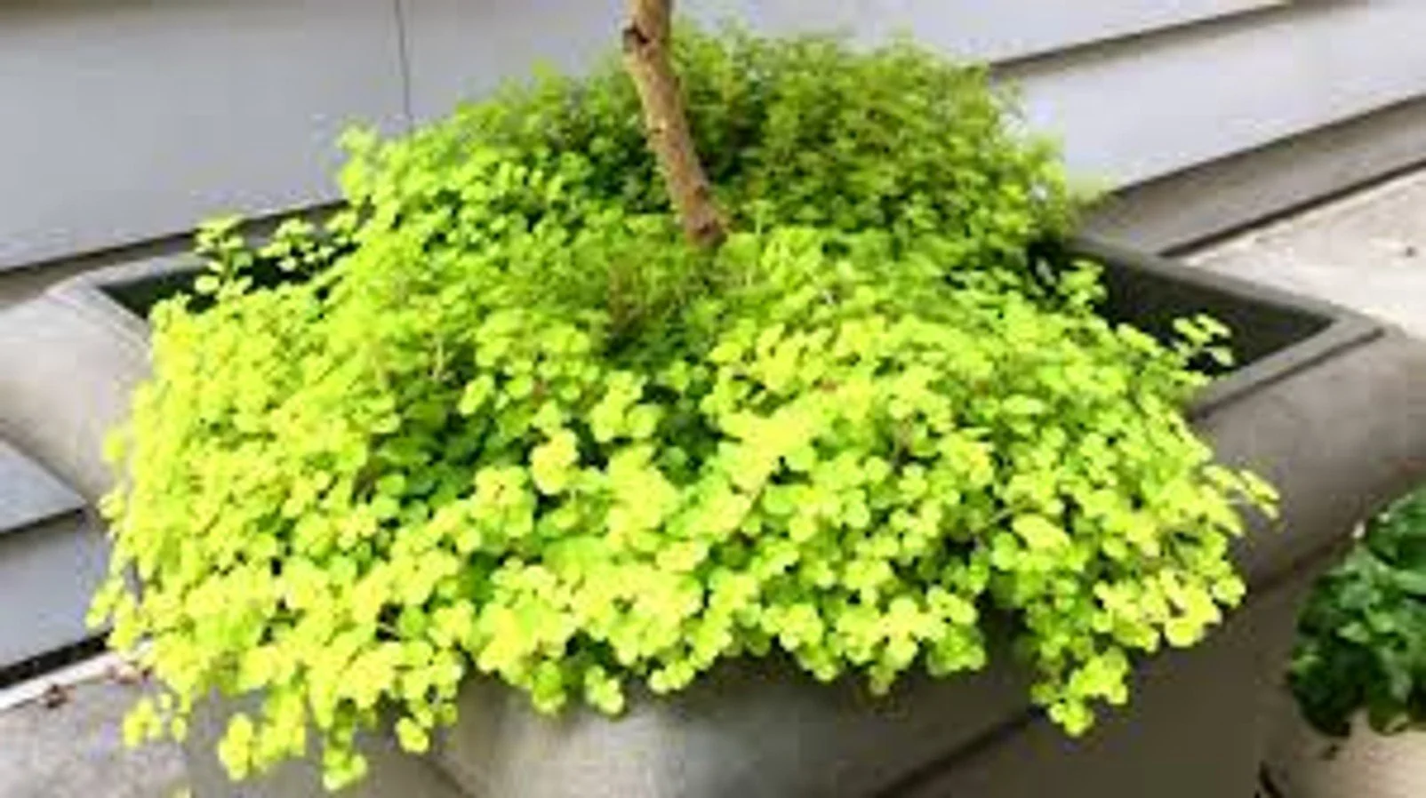 Ogon Golden Stonecrop