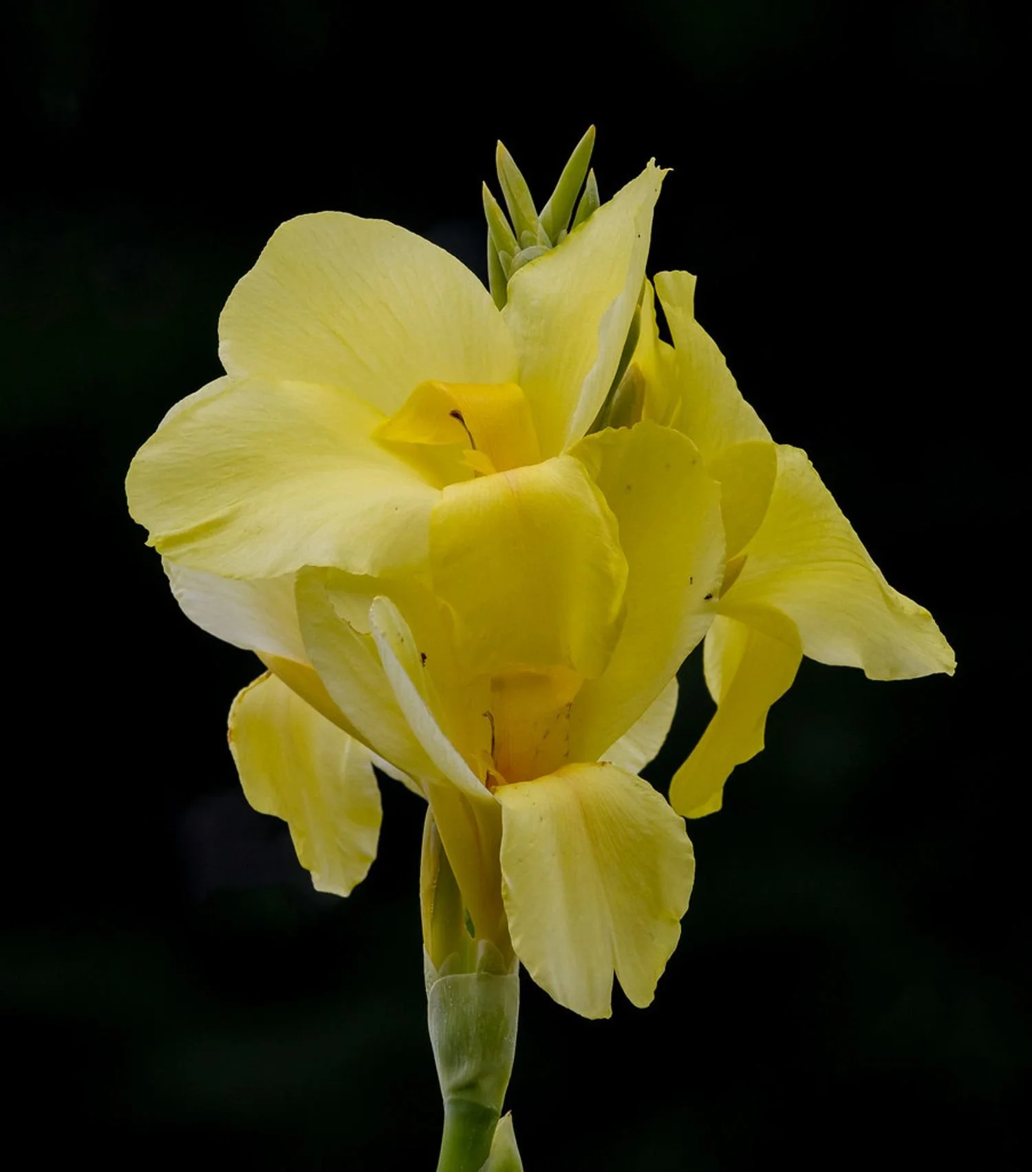 Cannova® Yellow Canna Lily  3G