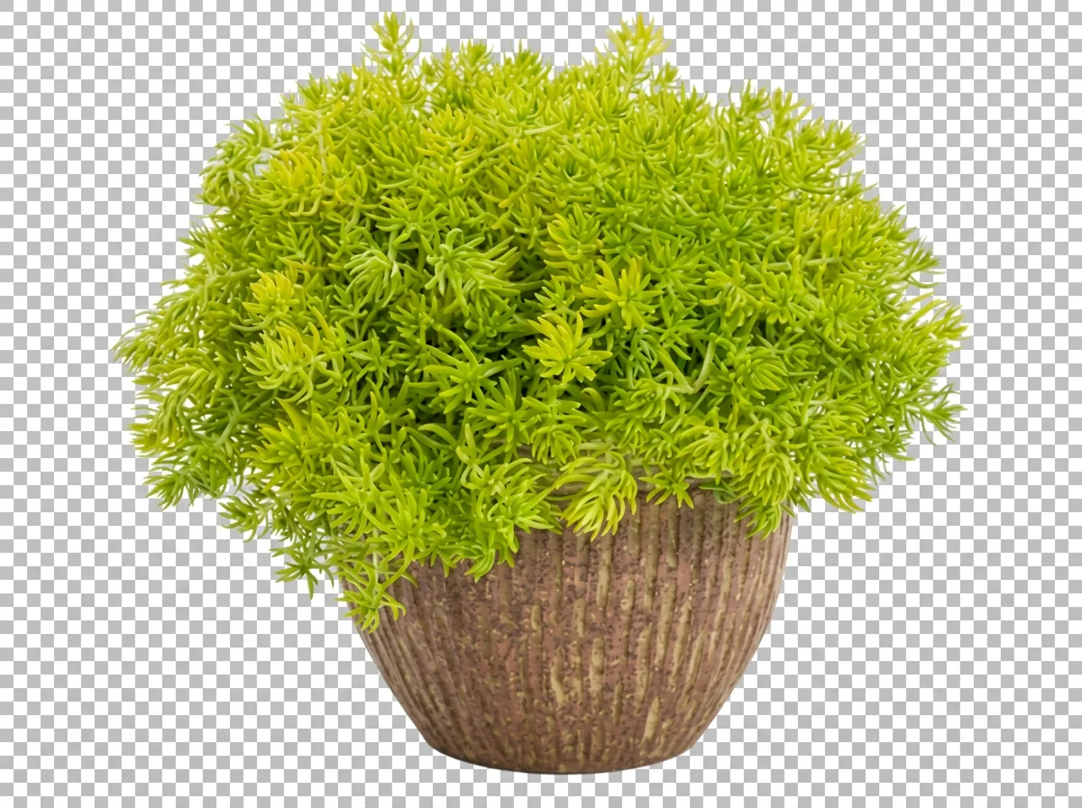 imgg-pn8-ymwjbj86.png