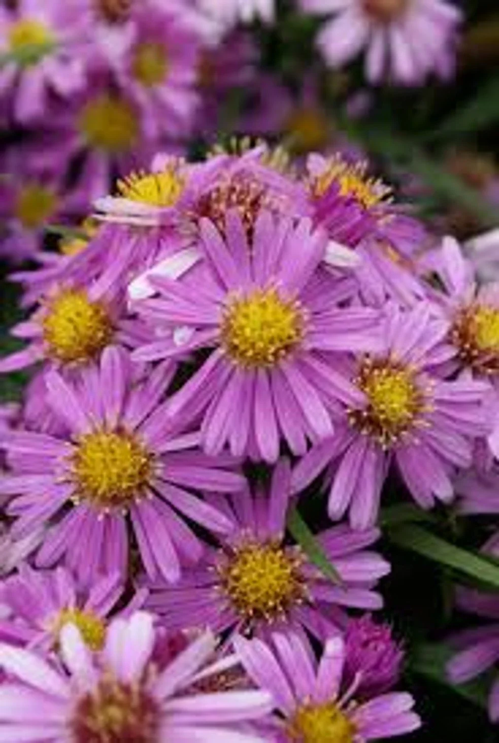 'Wood's Pink' Aster
