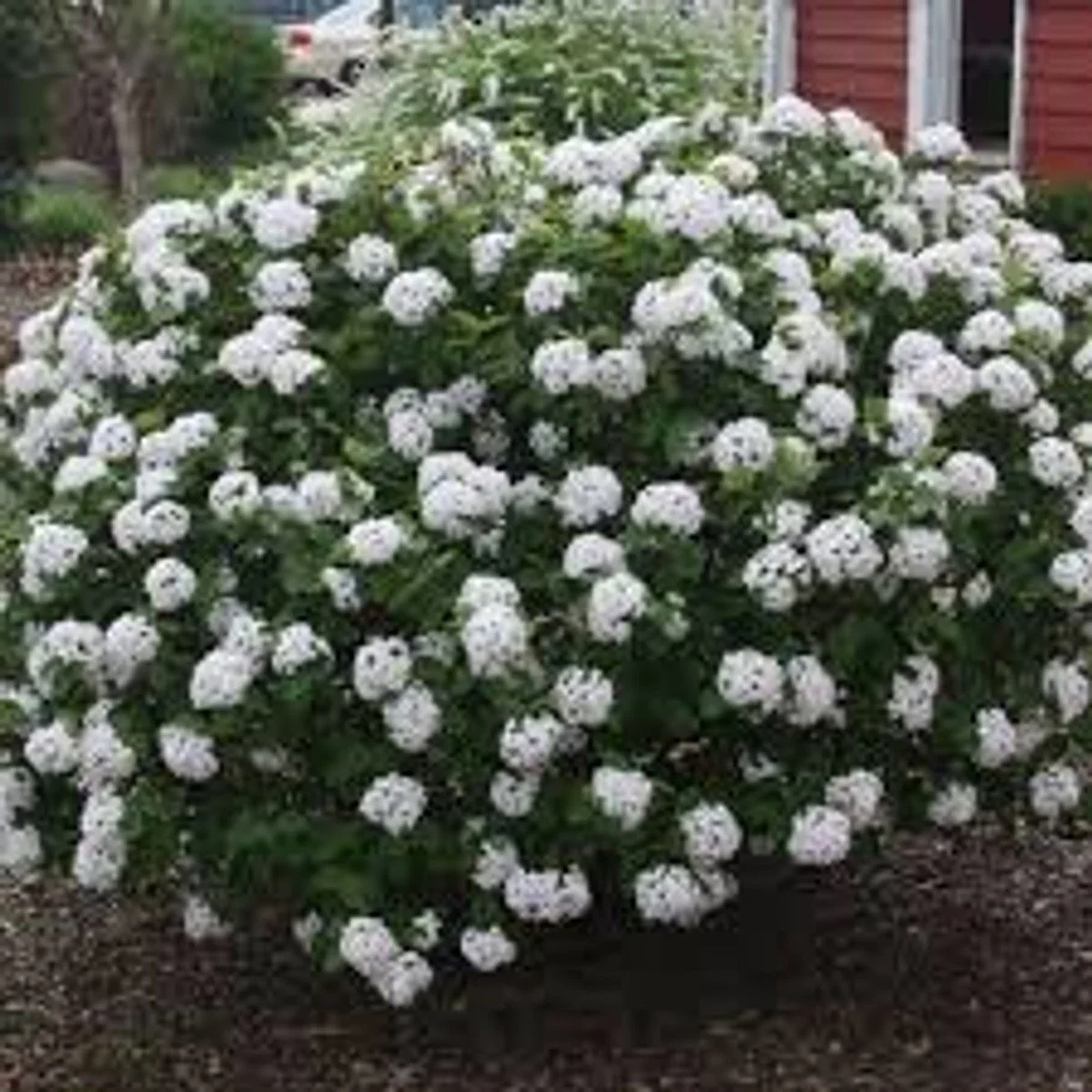 Spring Bouquet Viburnum