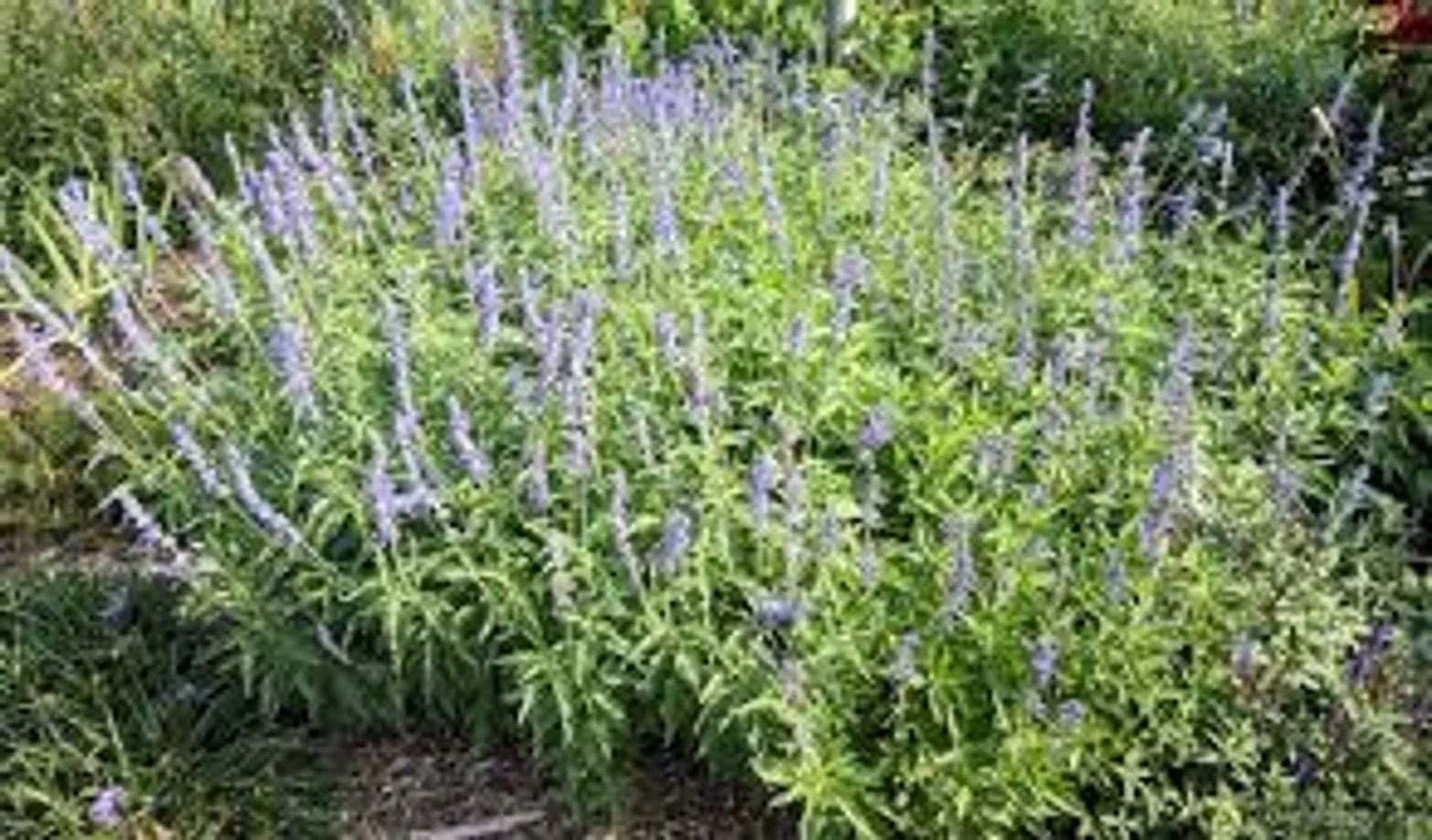 Henry Duelberg Salvia - 8"