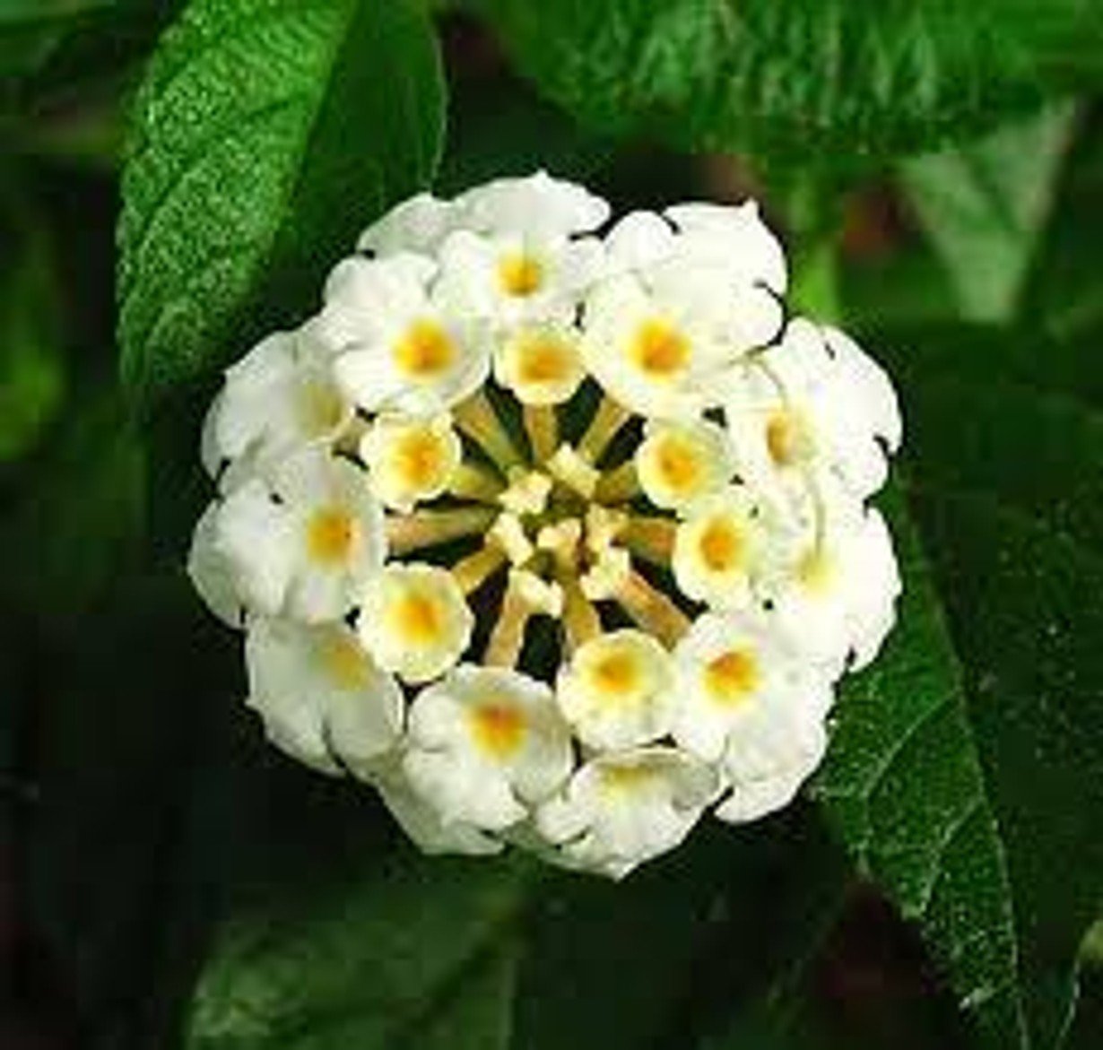 Silver Mound Lantana