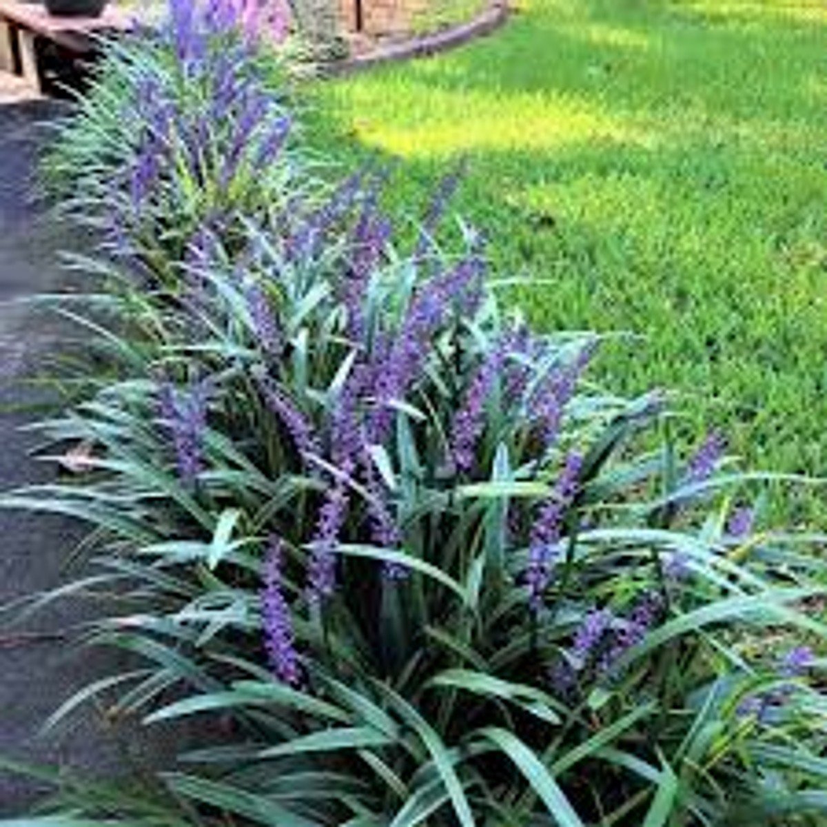 Super Blue Liriope