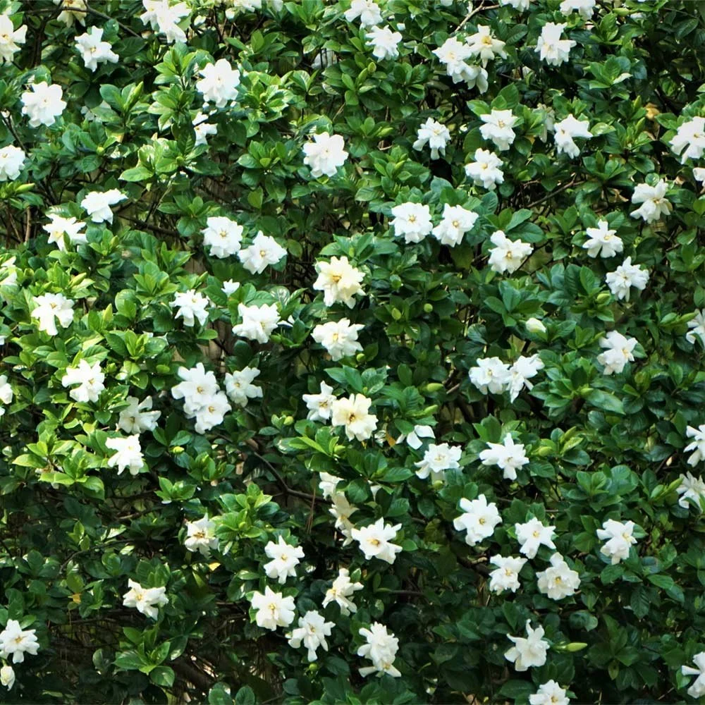 August Beauty Gardenia