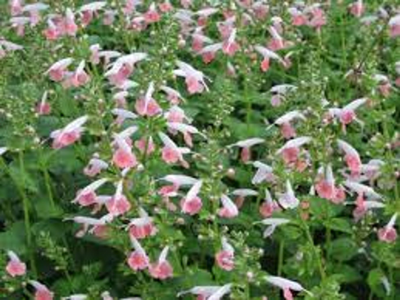 Coral Sage